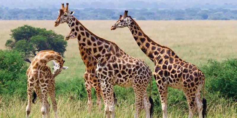 Tallest Animals In The World