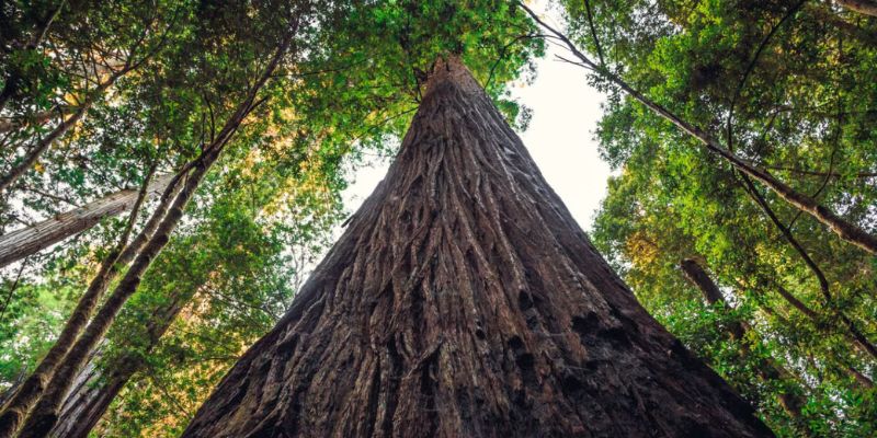 Tallest Trees In The World
