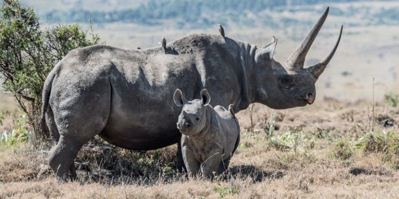  Rhinoceros