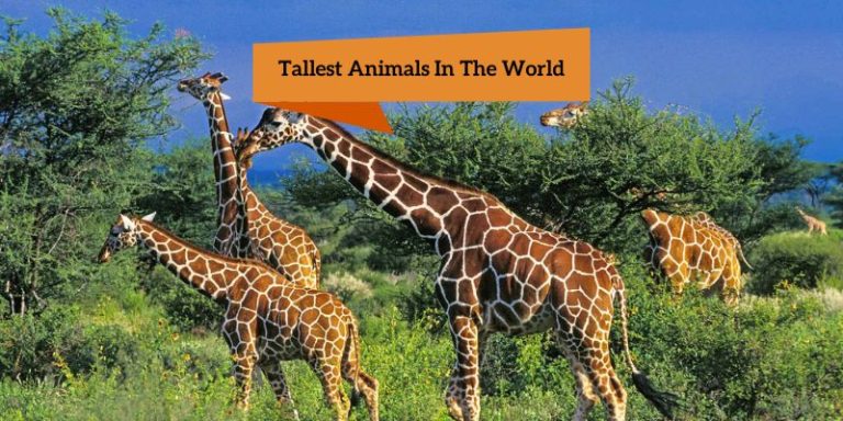 Tallest Animals In The World – List Of 10 largest In 2024