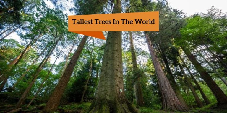 Tallest Trees In The World: Oldest, Biggest Living Trees