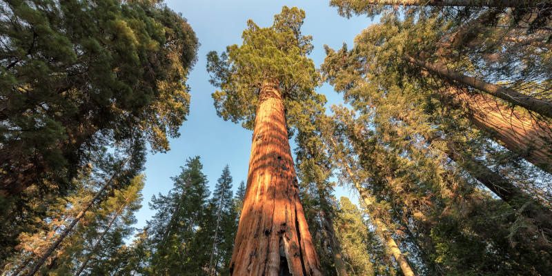 Tallest Trees In The World