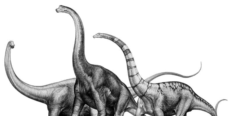 tallest Dinosaurs in the world