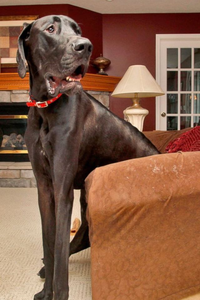 The Tallest Dog in the World
