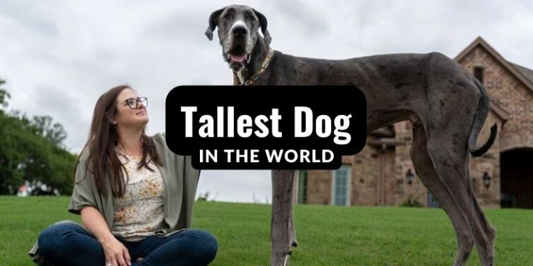 Tallest Dog in the World “Zeus” Guinness World Record Holder